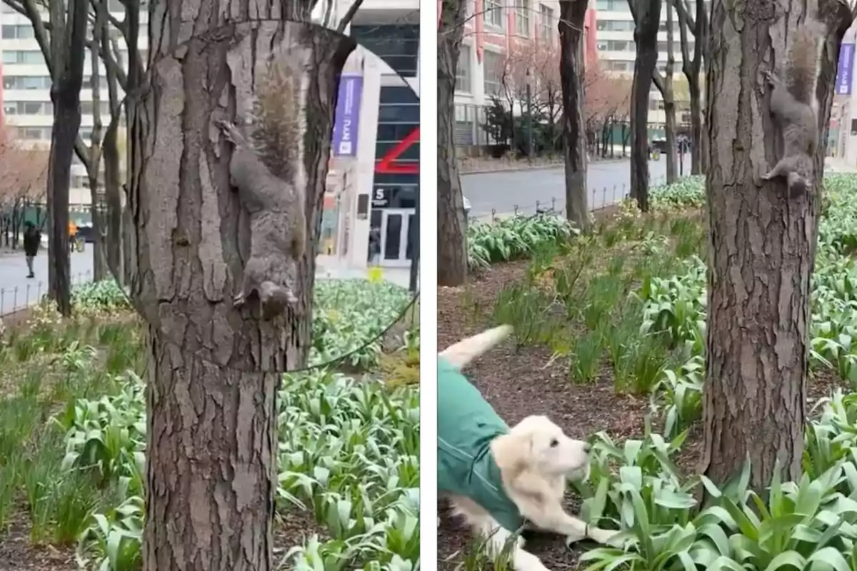 Una esquirol camuflada al tronc d’un arbre mentre un gos l’observa des de terra en un parc urbà.
