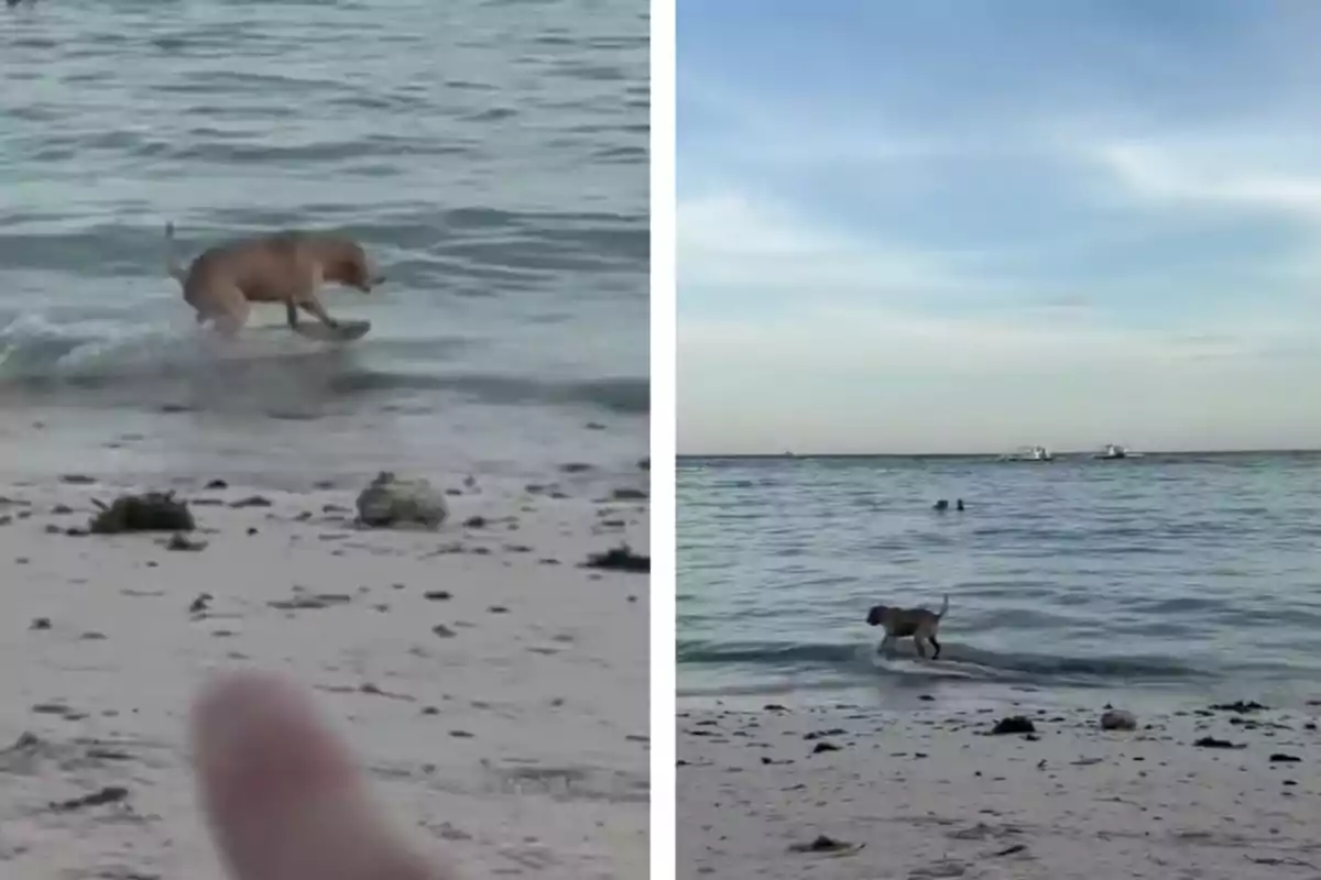 Un gos juga a la vora del mar mentre una persona l’assenyala i al fons es veuen algunes persones nedant i vaixells a l’horitzó.