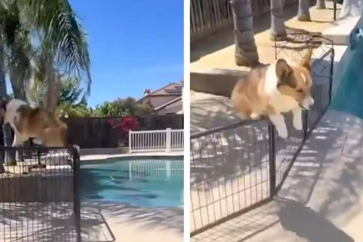 Un gos corgi salta una tanca al costat d’una piscina en un dia assolellat.