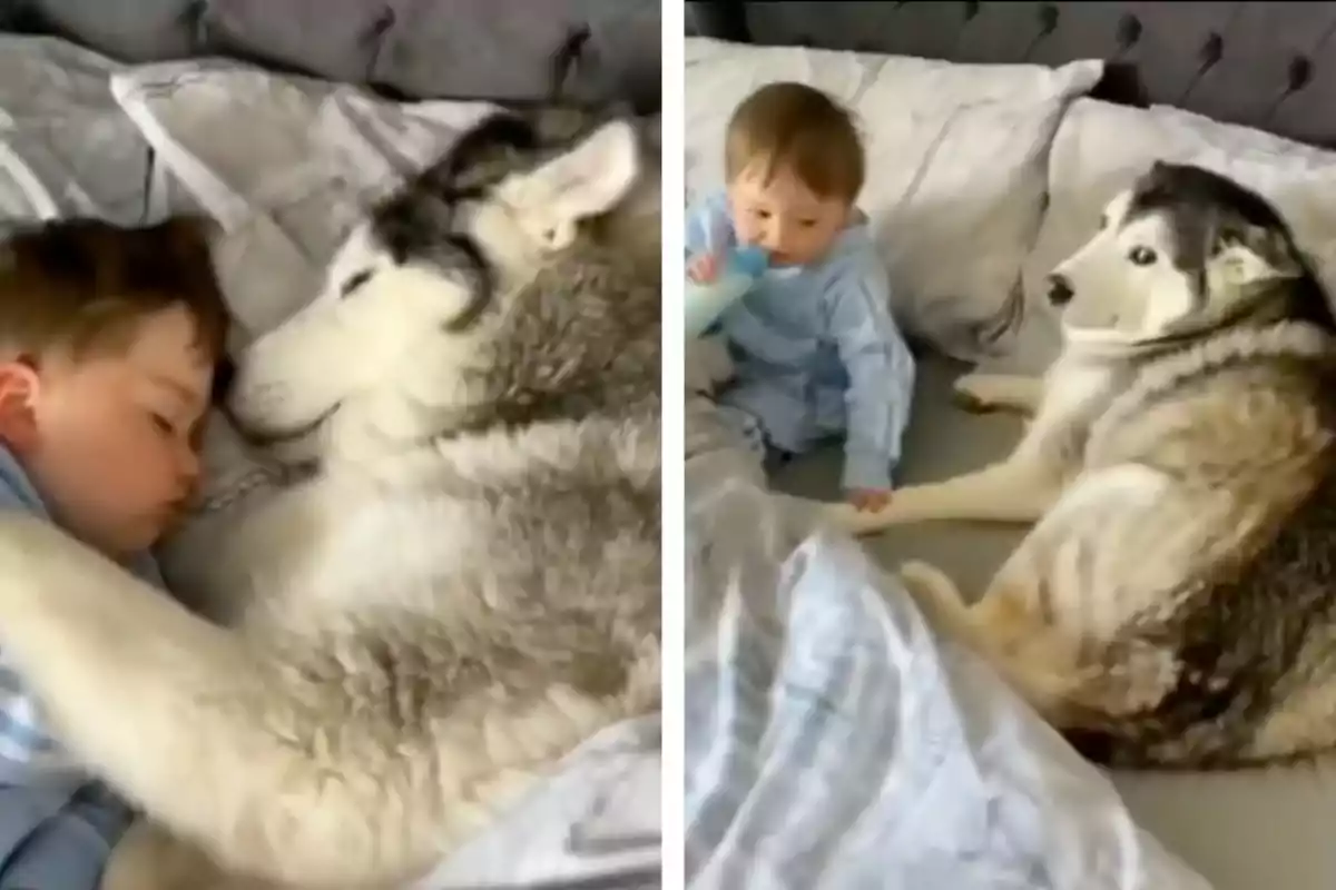 Un niño pequeño y un perro husky están acostados juntos en una cama, en la primera imagen el niño duerme abrazado al perro y en la segunda el niño está sentado tomando un biberón mientras el perro lo observa.