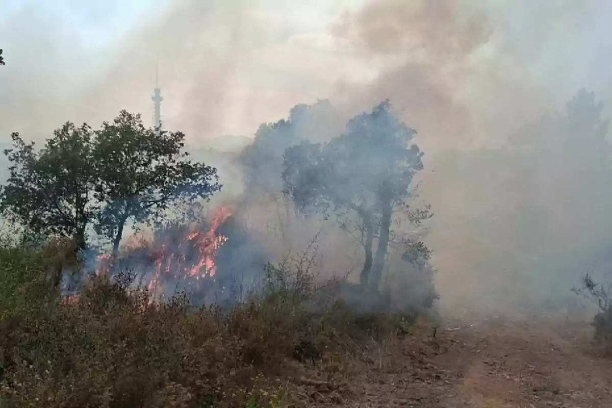 Incendi forestal en una zona de vegetació amb fum dens i flames visibles entre els arbres