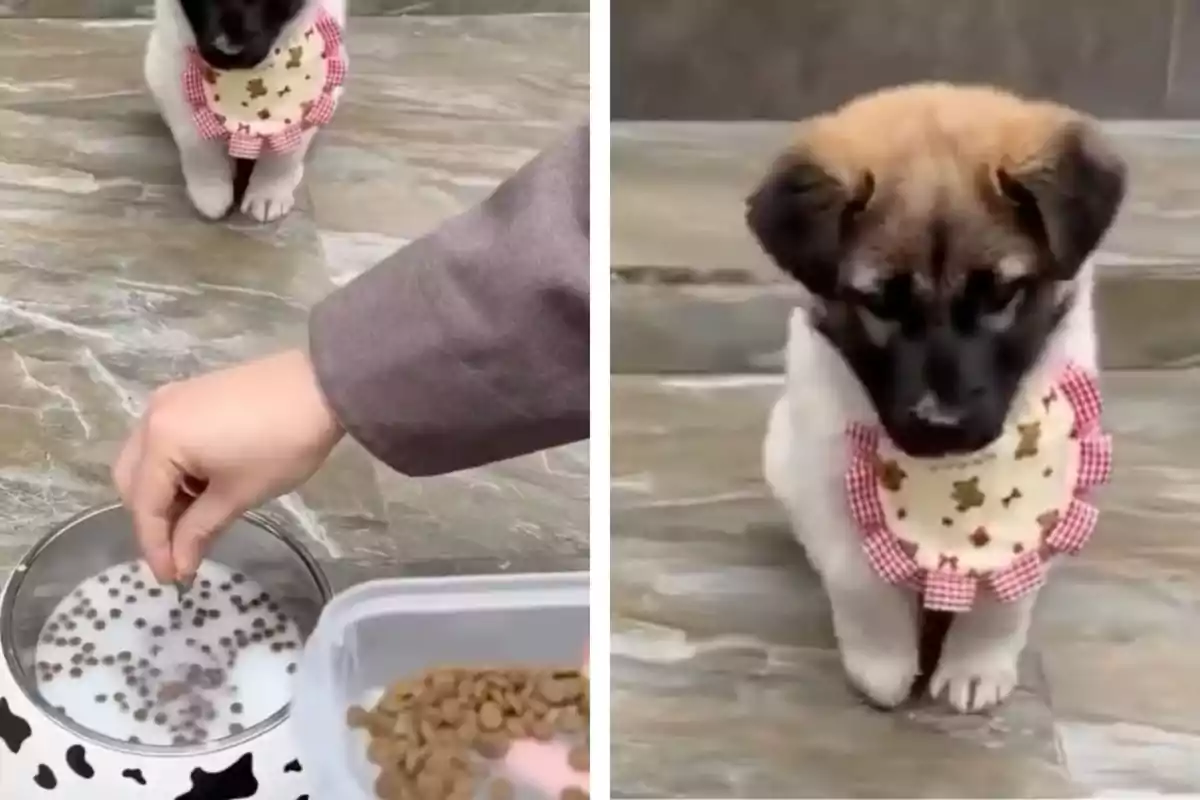 Un cachorro con un babero decorado espera mientras una persona prepara su comida con croquetas y leche en un plato