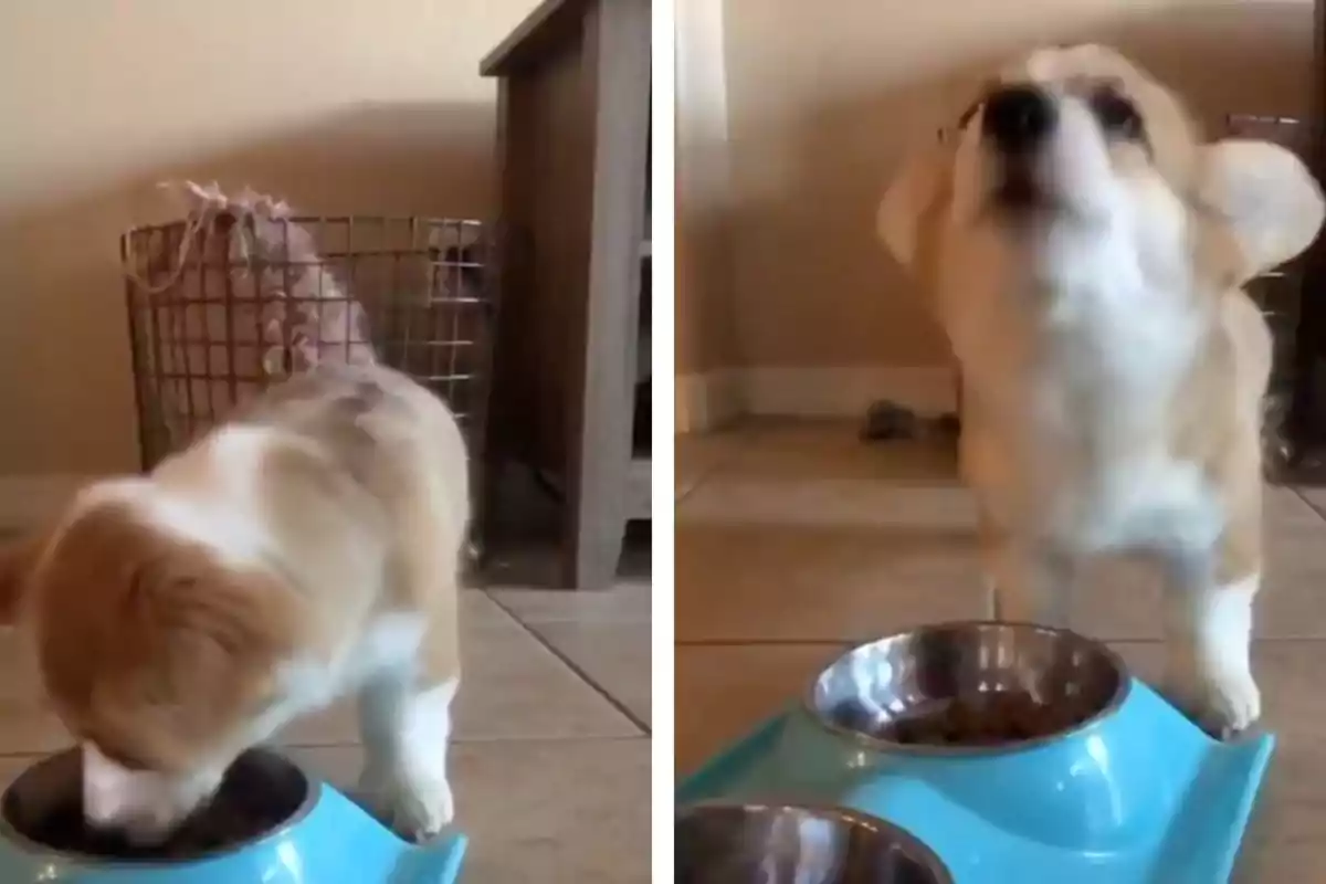Un cadell de corgi està menjant d’un plat blau i després aixeca el cap amb una expressió divertida.