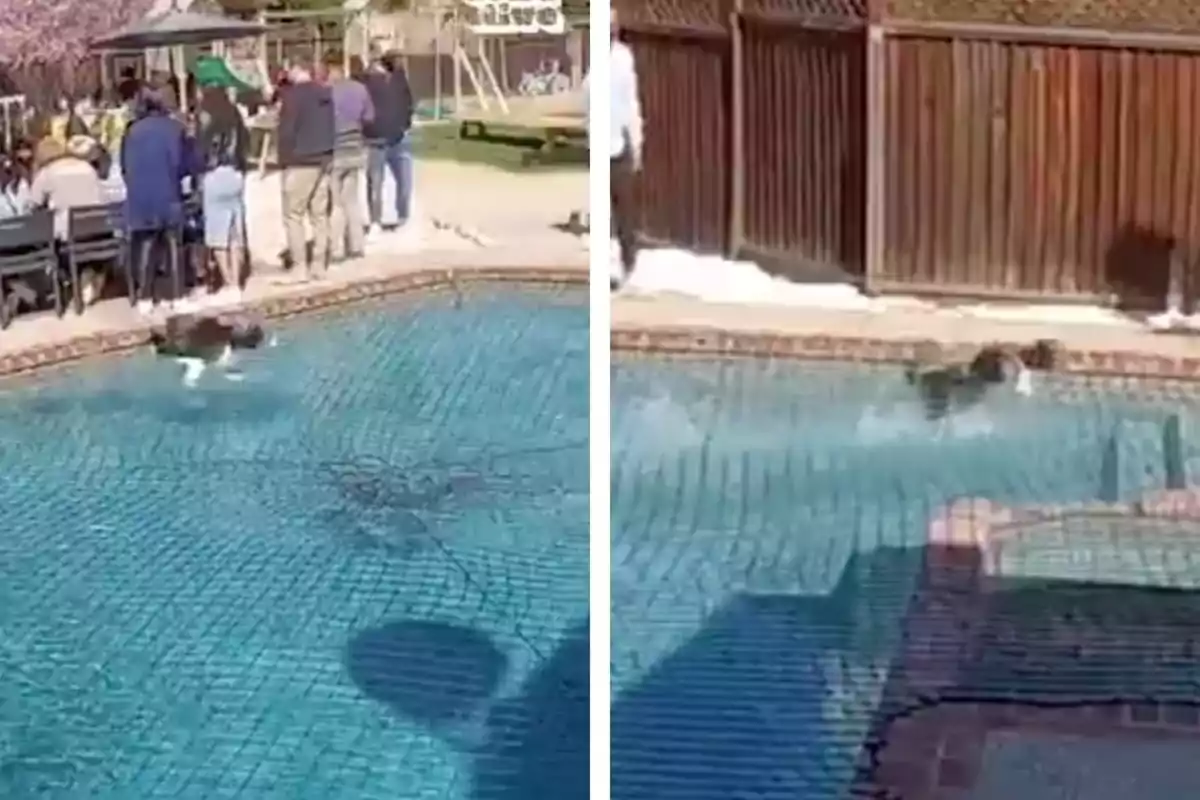 Un gos corre sobre una xarxa de seguretat que cobreix una piscina mentre diverses persones observen des de la vora.