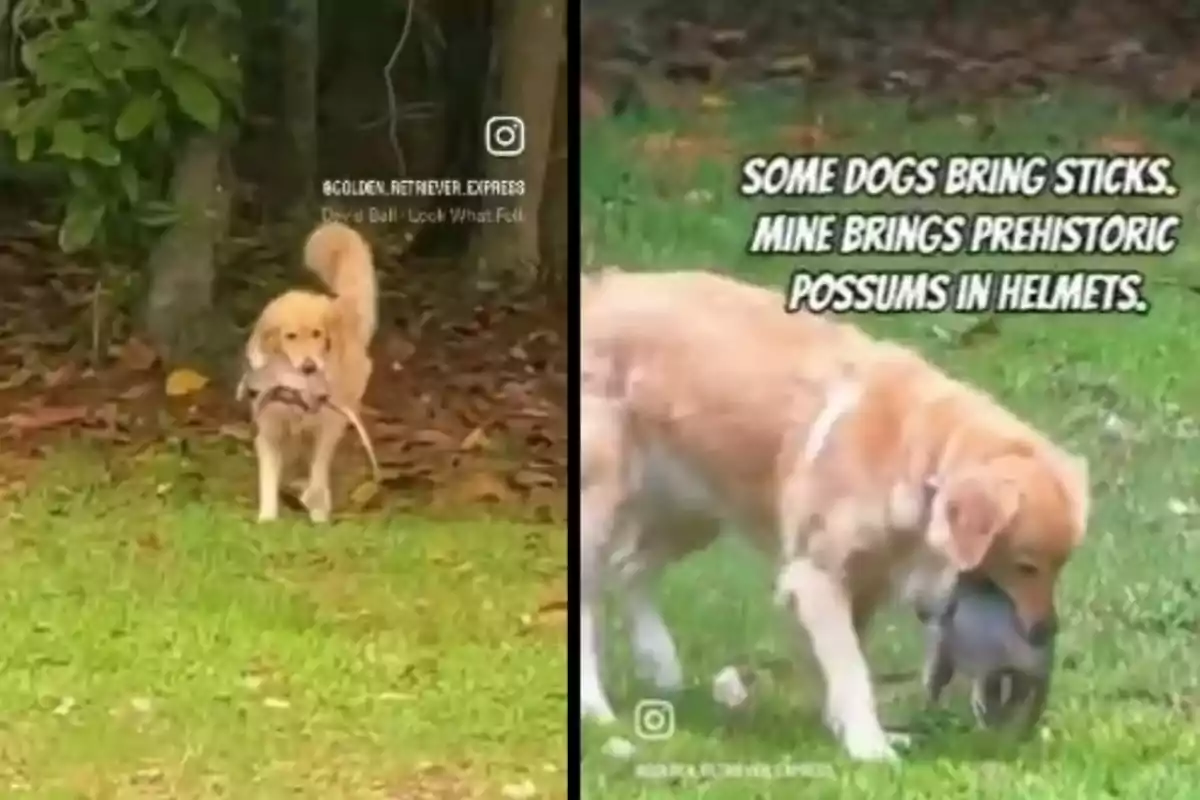 Un gos golden retriever porta una zarigüeya a la boca mentre camina per la gespa, acompanyat d’un text humorístic que diu que alguns gossos porten pals però aquest porta zarigüeyes prehistòriques amb casc.