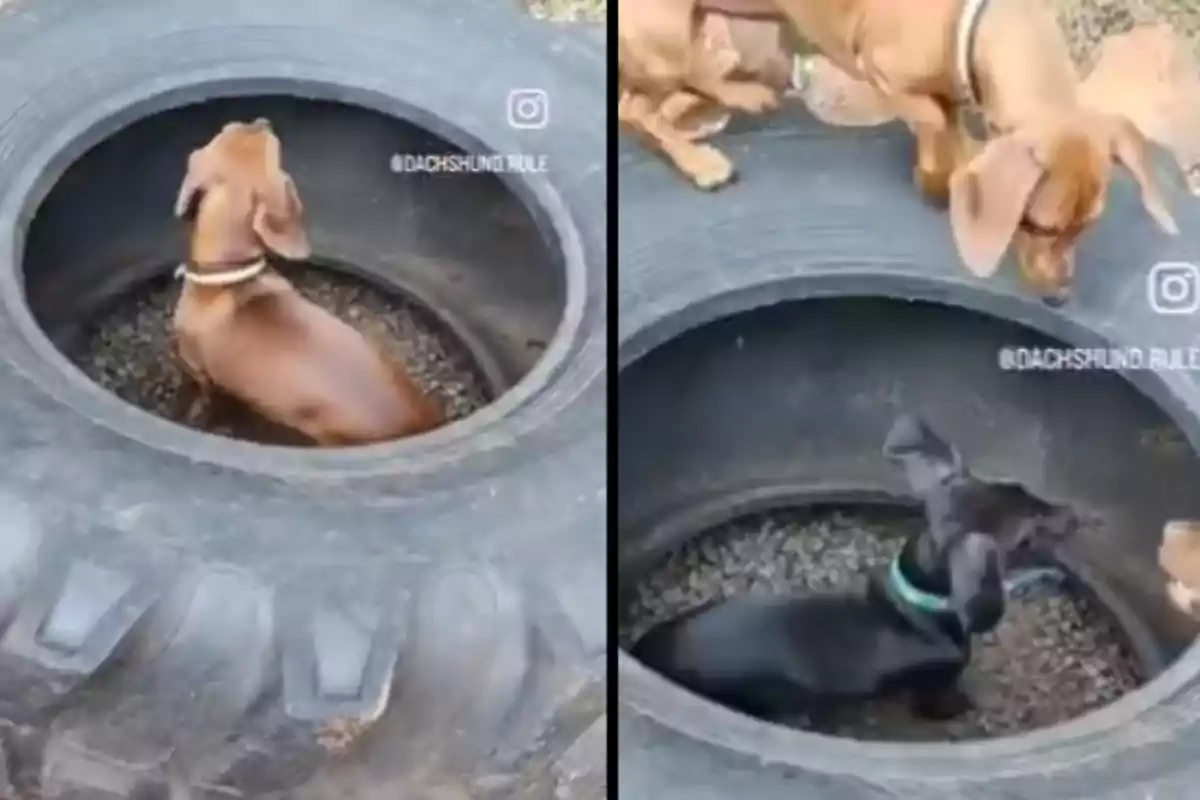 Dos gossos salsitxa dins d’una roda gran de tractor, un de color marró i l’altre negre, mentre un altre gos observa des de fora