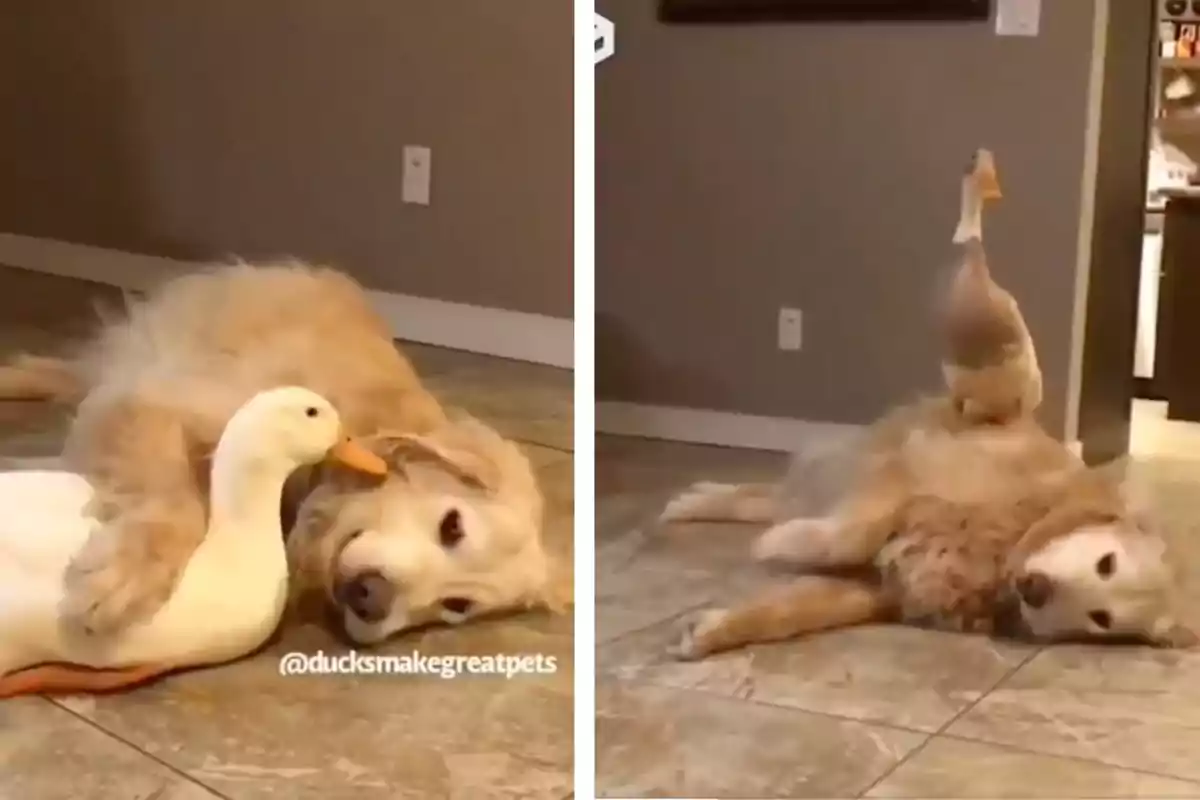 Un perro y un pato están acostados juntos en el suelo, el pato se recuesta sobre el perro y en la segunda imagen el pato está parado sobre el vientre del perro