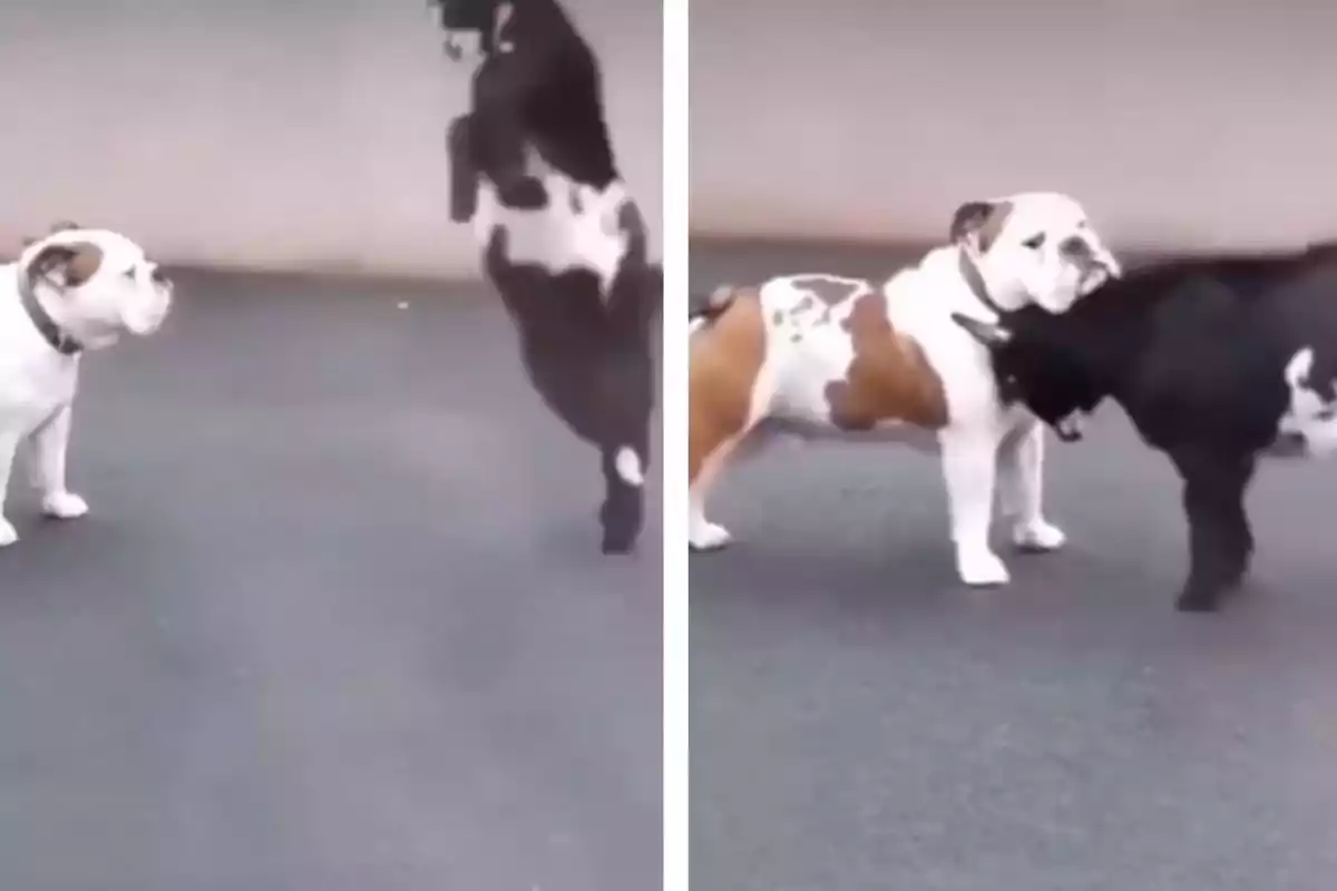 Un gos bulldog i una cabra negra interactuen al carrer, la cabra salta i després recolza el cap al coll del gos.