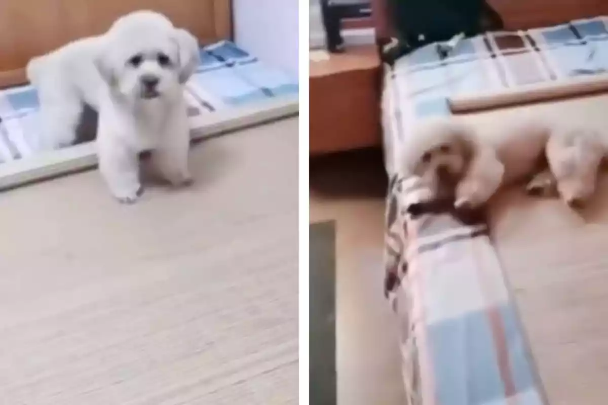 Un perrito pequeño de pelaje blanco aparece en dos posiciones diferentes dentro de una habitación, en la primera imagen está de pie sobre el suelo y en la segunda está acostado en la orilla de una cama.