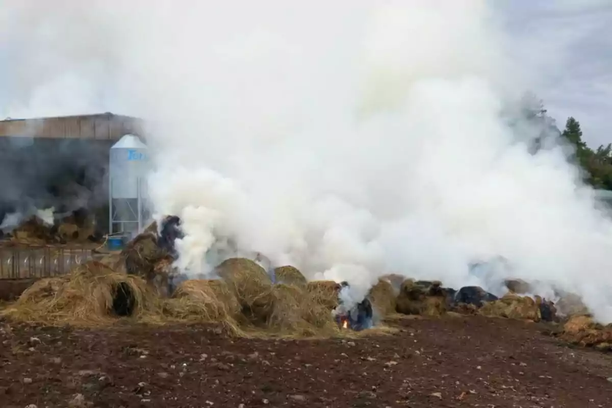 Bultos de paja ardiendo y generando una gran cantidad de humo blanco en un terreno agrícola