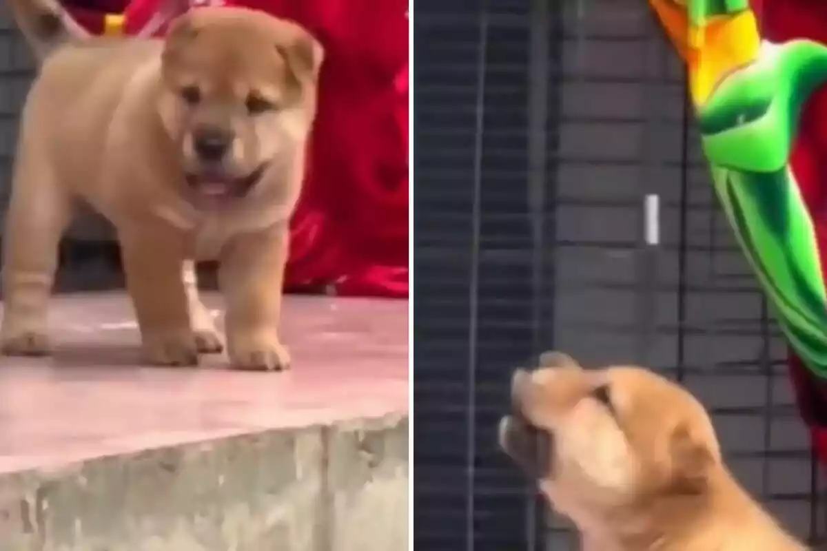 Cachorro de pelaje marrón claro en dos posiciones diferentes, una de pie y otra mirando hacia arriba, con fondo rojo y una estructura metálica.