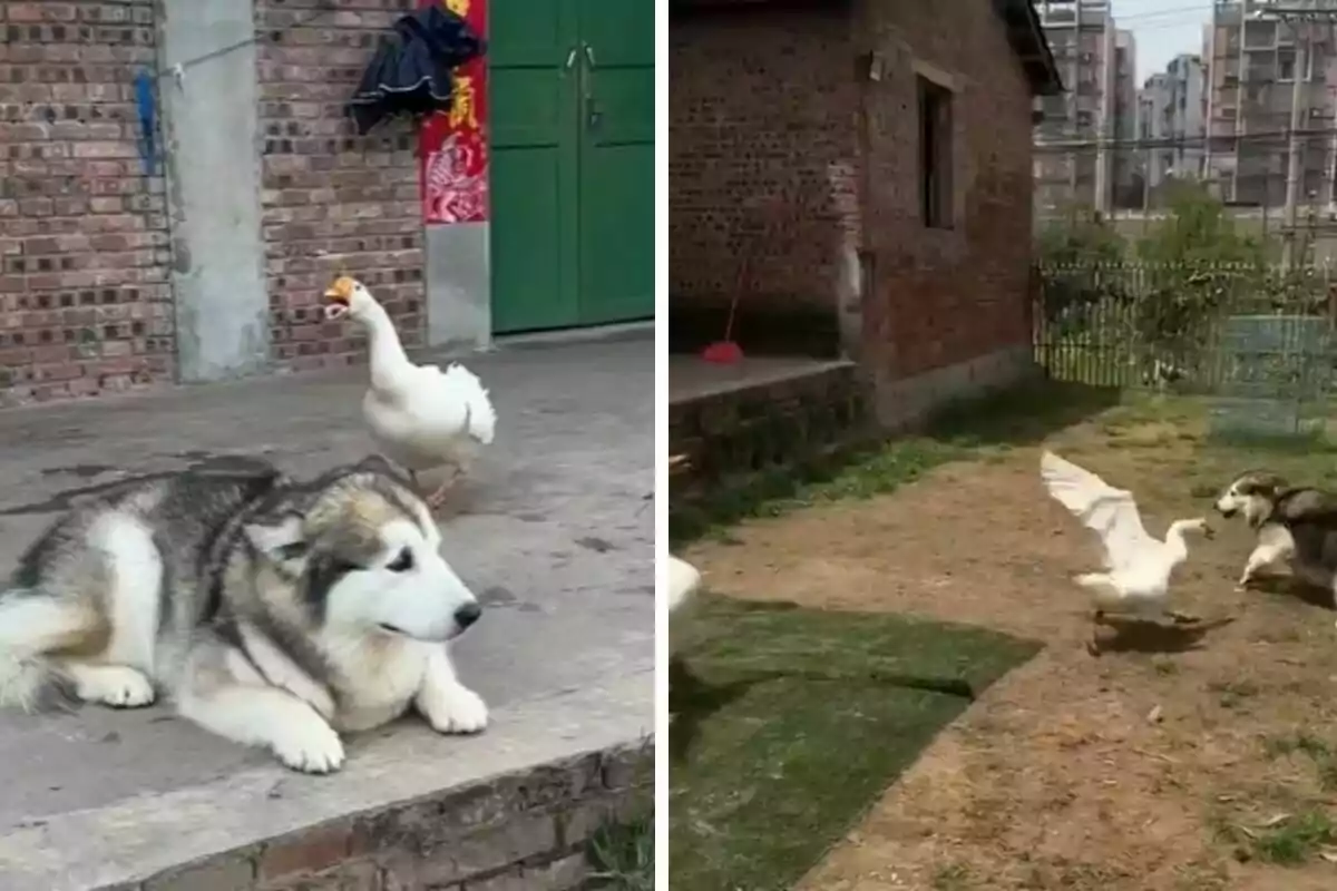 Un gos gran i pelut està estirat a terra al costat d’una oca blanca en una casa de maó; a la segona part, sembla que l’oca persegueix el gos al pati exterior.
