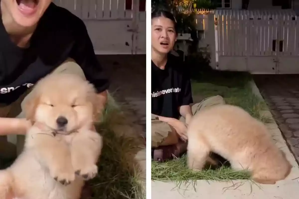 Una persona juega con un cachorro esponjoso en el jardín durante la noche, en la primera imagen el perro parece estar disfrutando y en la segunda el cachorro mete la cabeza en el pasto mientras la persona lo observa sorprendida.
