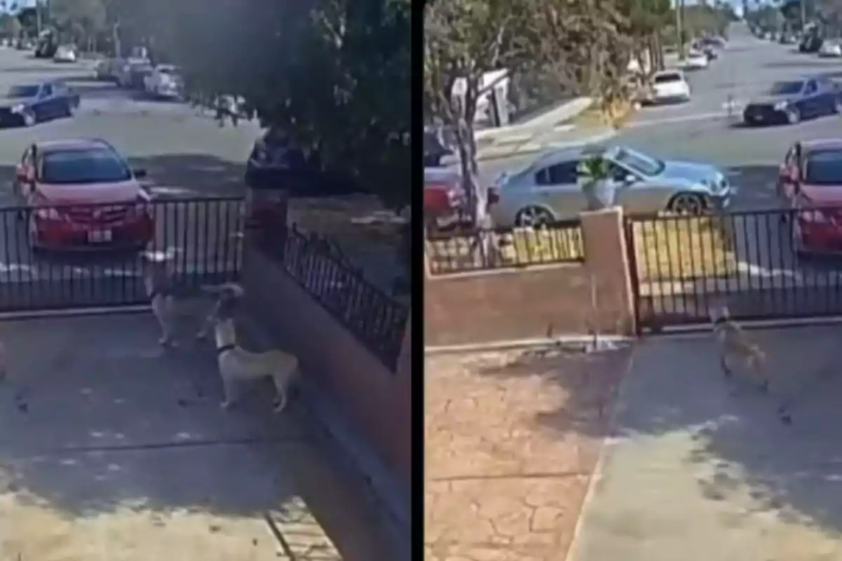 Dos gossos en un pati tancat abans i després que la porta s’obri, mostrant com un d’ells surt corrents cap al carrer.