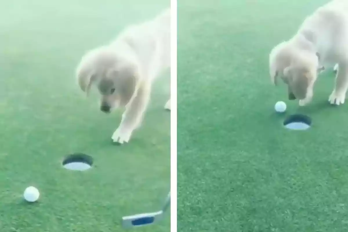 Un cachorro curioso observa una pelota de golf cerca del hoyo en un campo de golf.