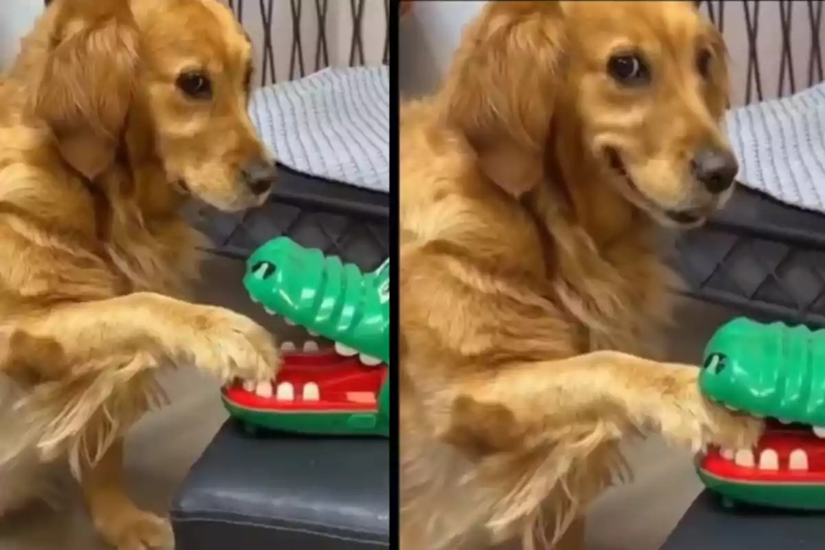 Gos golden retriever jugant amb una joguina de cocodril i mostrant una expressió divertida i nerviosa