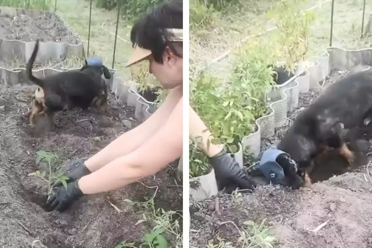 Persona plantant en un hort mentre un gos cava a la terra a prop d’ella