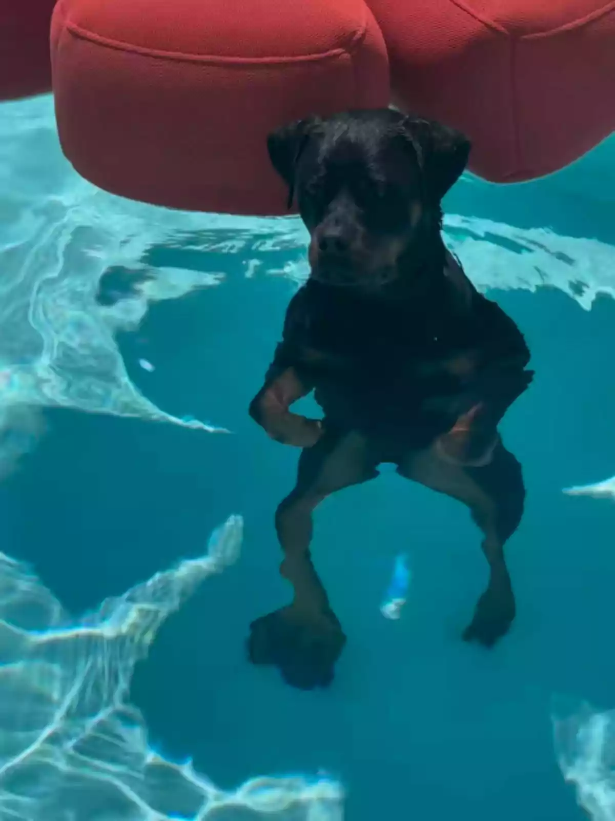 Perro negro de Sofía Suescun dentro de una piscina con el agua transparente y un sillón rojo flotando cerca. Perro negro de Sofía Suescun dentro de una piscina con el agua transparente y un sillón rojo flotando cerca.