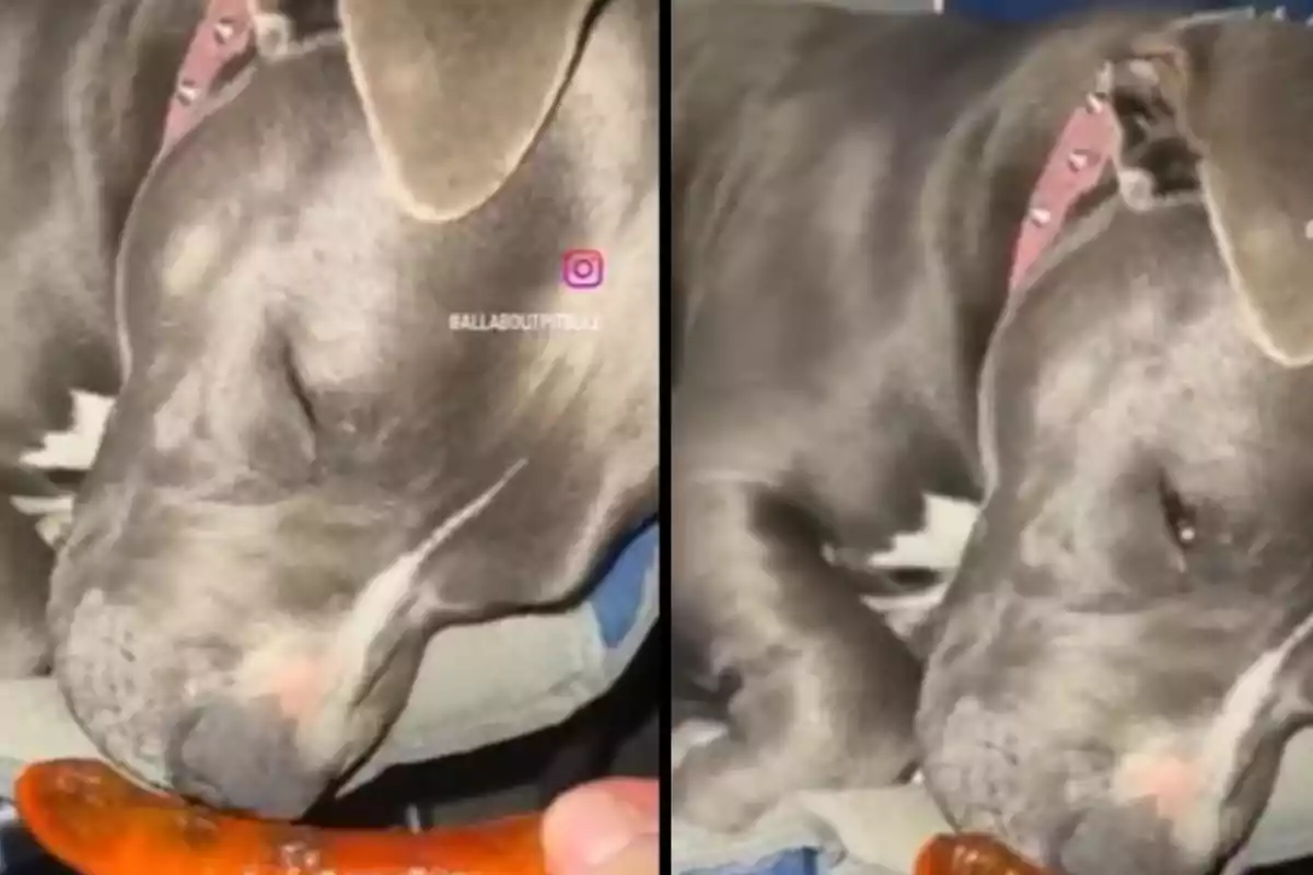 Gos de pelatge gris amb collar rosa olorant o tastant un bitxo taronja mentre sembla estar adormit.