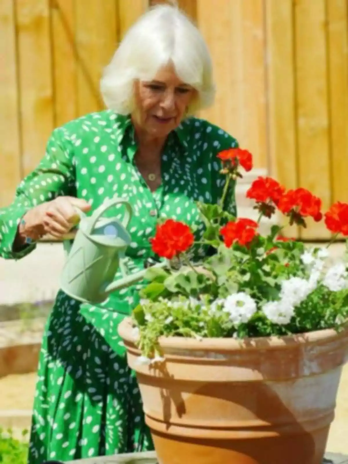 Queen Camilla, wearing a green dress with white polka dots, waters red and white flowers in a large clay pot in a garden. Queen Camilla, wearing a green dress with white polka dots, waters red and white flowers in a large clay pot in a garden.