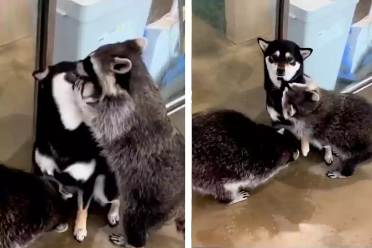 Un gos de raça shiba inu està assegut al costat d’una porta de vidre mentre dos óssos rentadors l’envolten i un d’ells sembla que l’abraça.