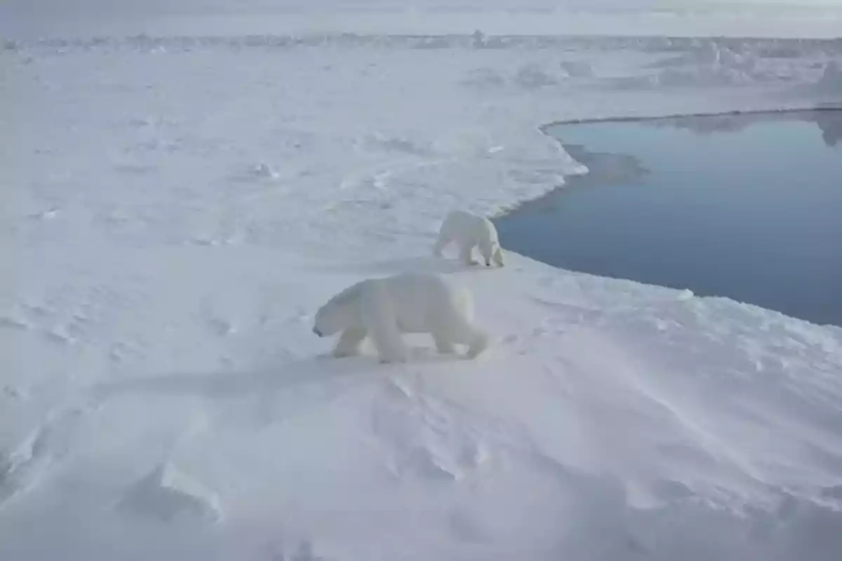 Dos osos polares caminan sobre la nieve cerca de una masa de agua en un paisaje ártico. Dos osos polares caminan sobre la nieve cerca de una masa de agua en un paisaje ártico.