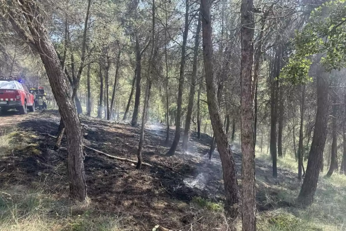Un bosc amb el sòl cremat i fum, al fons es veuen vehicles d’emergència i bombers treballant.