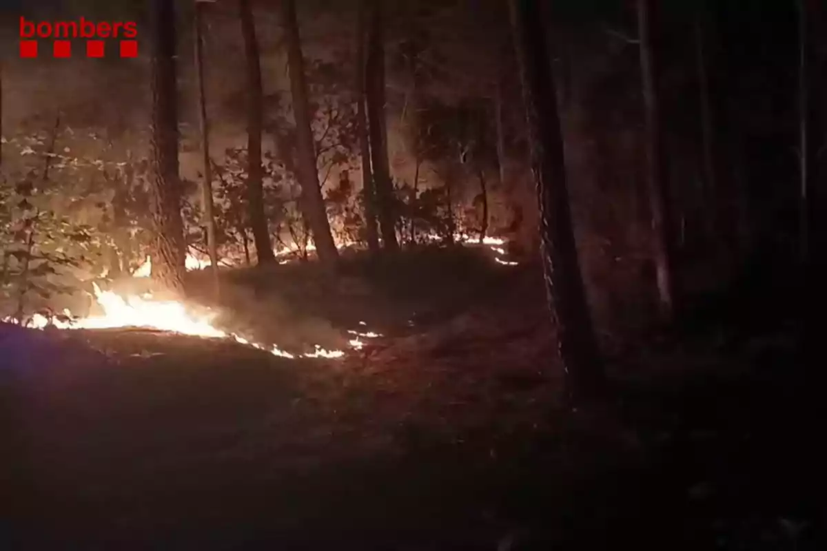 Incendi forestal avançant entre arbres durant la nit