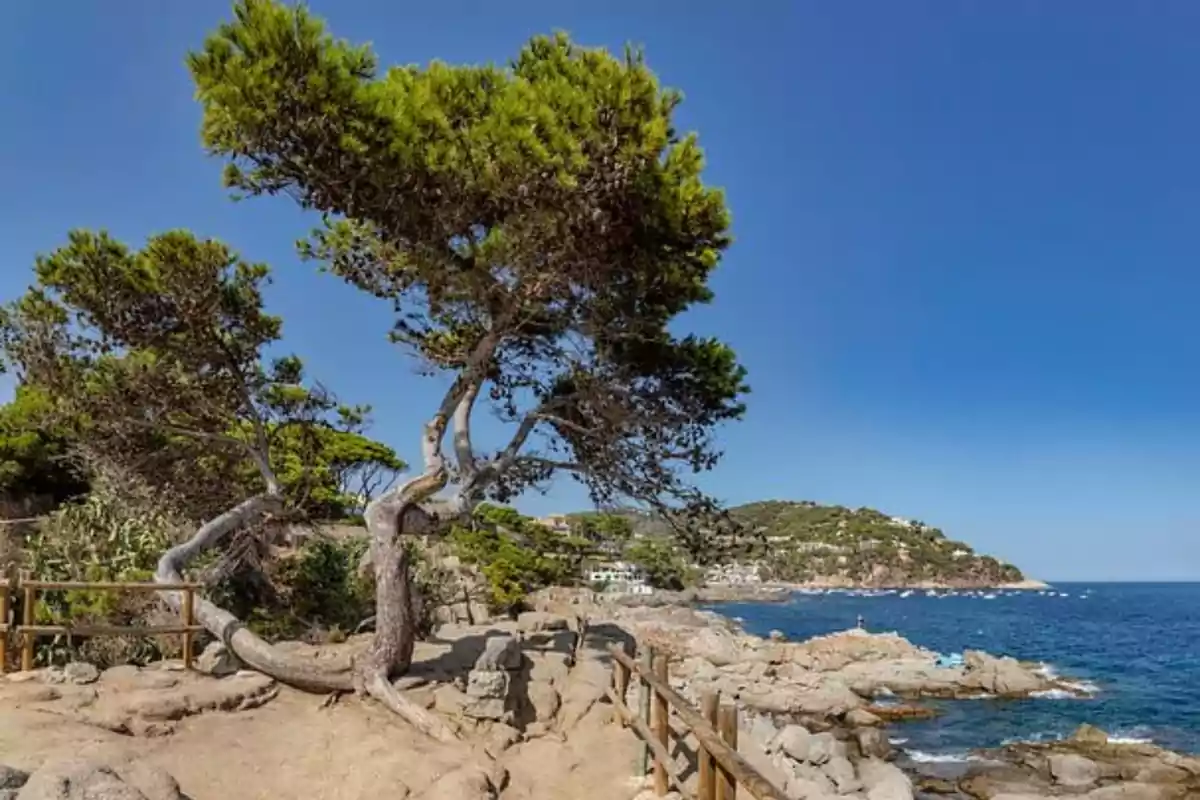 Arbre inclinat sobre un camí rocós vora el mar amb turons verds i cases al fons sota un cel serè Arbre inclinat sobre un camí rocós vora el mar amb turons verds i cases al fons sota un cel serè