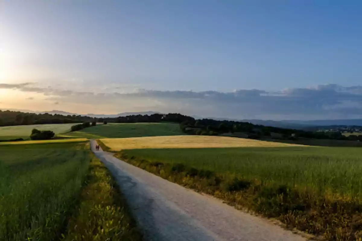 Camino rural rodeado de campos verdes y dorados bajo un cielo azul al atardecer Camino rural rodeado de campos verdes y dorados bajo un cielo azul al atardecer