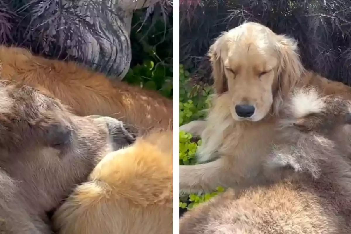 Un perro golden retriever y un oso descansan juntos en el pasto bajo la sombra de unos arbustos