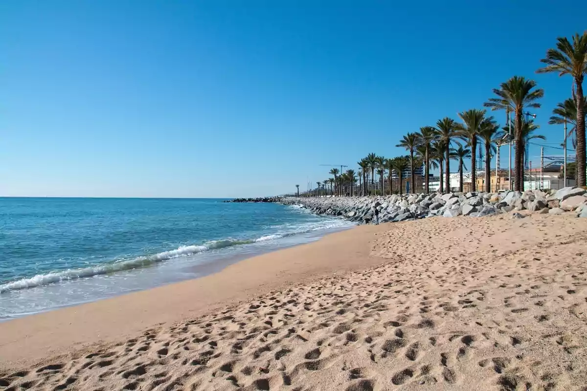 Playa de arena dorada con palmeras y un mar tranquilo bajo un cielo despejado Playa de arena dorada con palmeras y un mar tranquilo bajo un cielo despejado