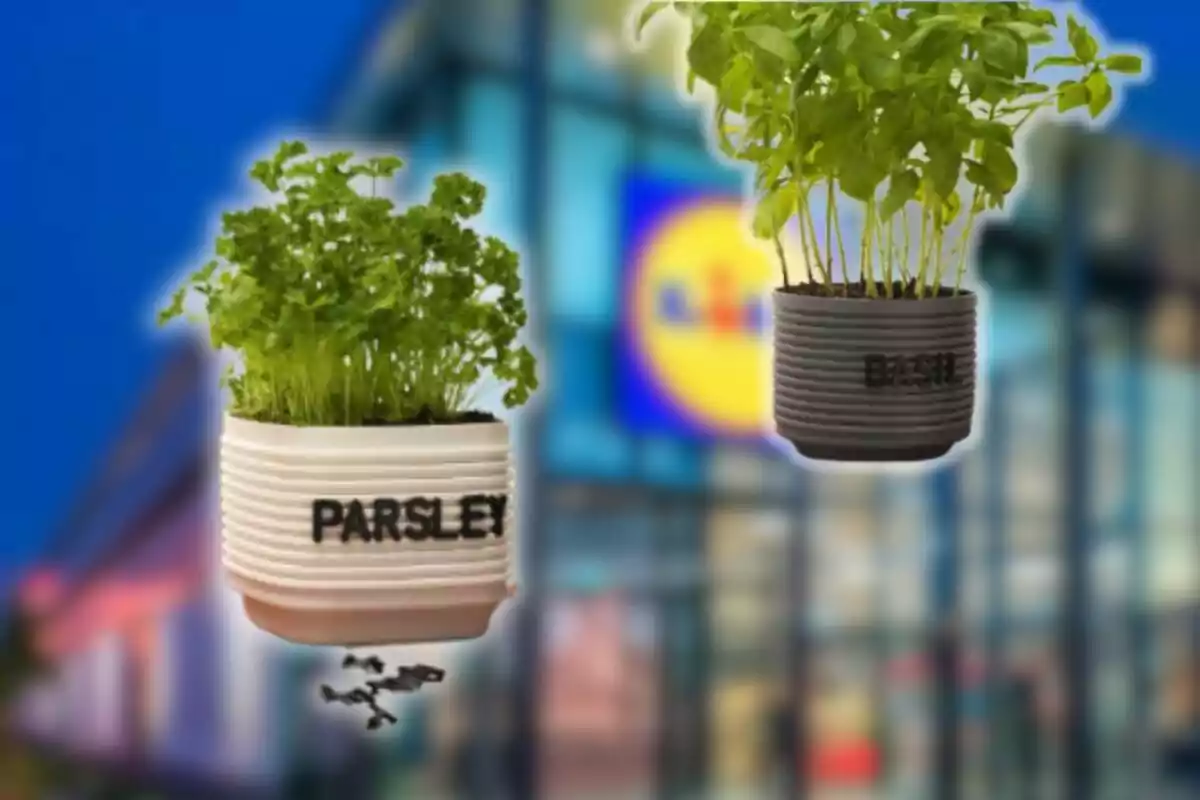Two pots with parsley and basil plants in front of a store with a blurred Lidl logo in the background Two pots with parsley and basil plants in front of a store with a blurred Lidl logo in the background