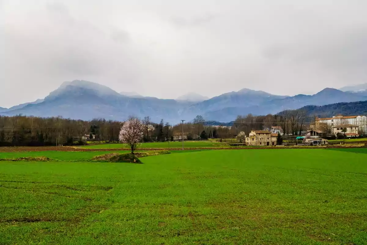 Campo verde con un árbol florecido en el centro y montañas cubiertas de niebla al fondo junto a algunas casas rurales Campo verde con un árbol florecido en el centro y montañas cubiertas de niebla al fondo junto a algunas casas rurales