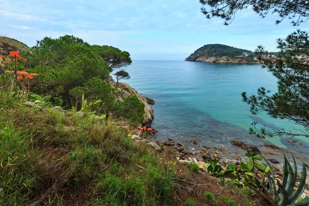 Vista d’una cala amb aigua turquesa, vegetació verda i flors taronges en primer pla, envoltada d’arbres i roques Vista d’una cala amb aigua turquesa, vegetació verda i flors taronges en primer pla, envoltada d’arbres i roques