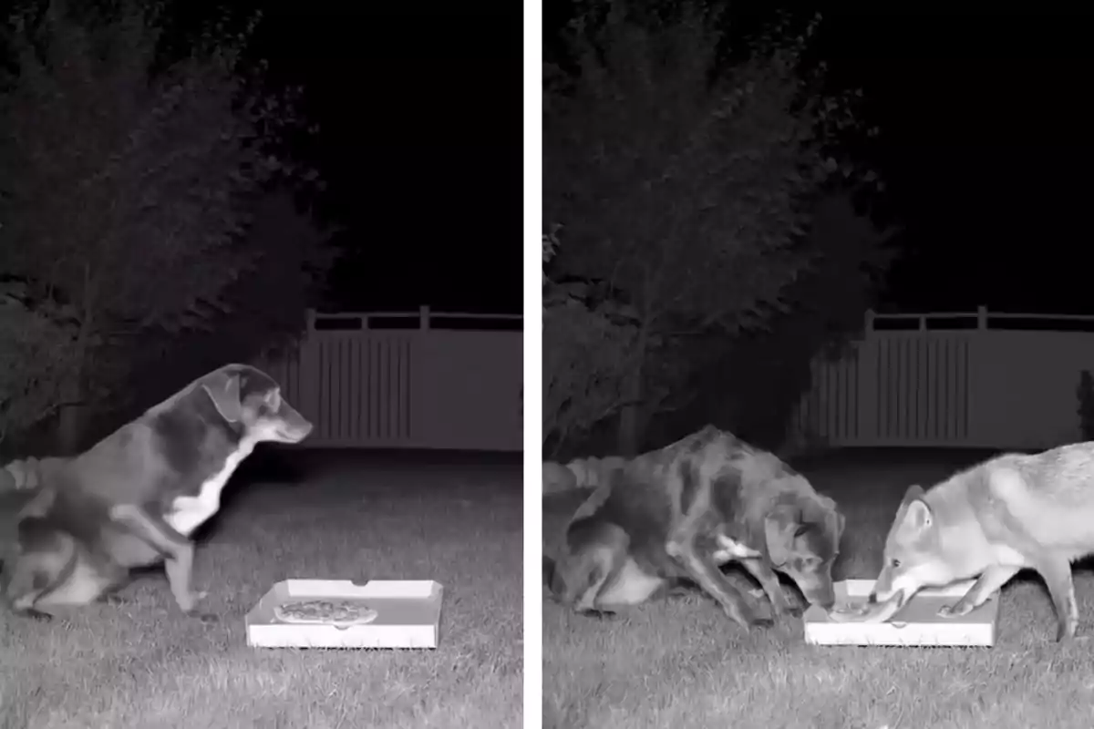 Un perro y un zorro comen juntos de una caja de pizza en un jardín durante la noche.