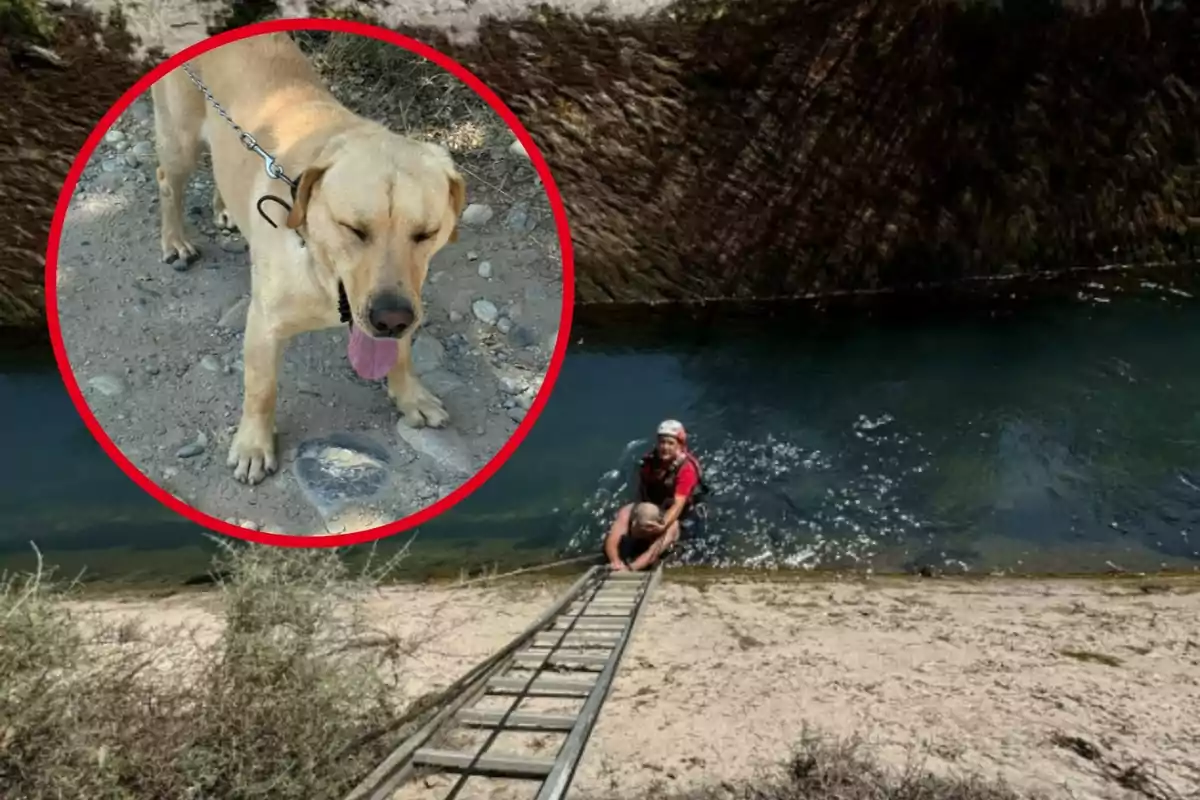 Un gos de color clar amb corretja es mostra en un cercle sobre una imatge d’una persona rescatant algú en un canal d’aigua utilitzant una escala.