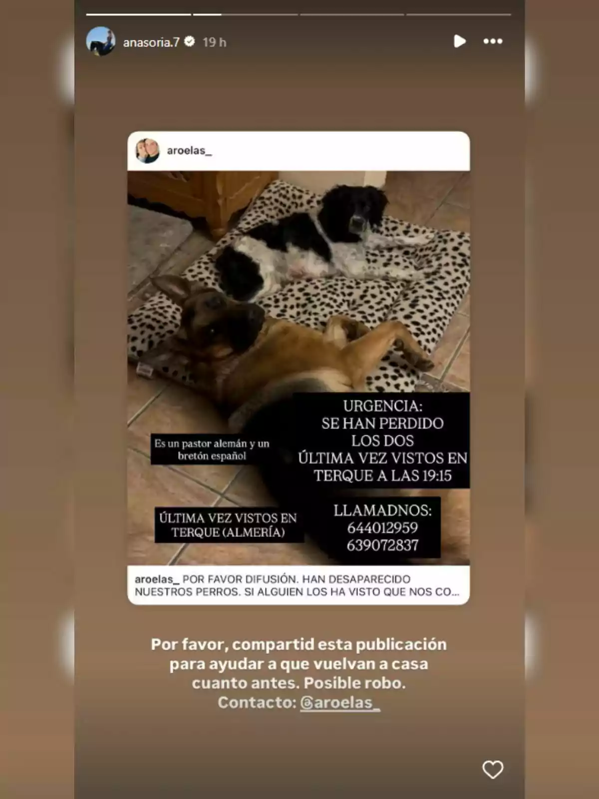 Dos gossos, un de color marró tipus pastor alemany i un altre blanc amb negre tipus bretó espanyol, estan estirats sobre una manta de taques a terra al costat d’un missatge de cerca urgent per la seva desaparició a Terque, Almeria, amb telèfons de contacte i una petició d’ajuda per difondre la informació. Dos gossos, un de color marró tipus pastor alemany i un altre blanc amb negre tipus bretó espanyol, estan estirats sobre una manta de taques a terra al costat d’un missatge de cerca urgent per la seva desaparició a Terque, Almeria, amb telèfons de contacte i una petició d’ajuda per difondre la informació.