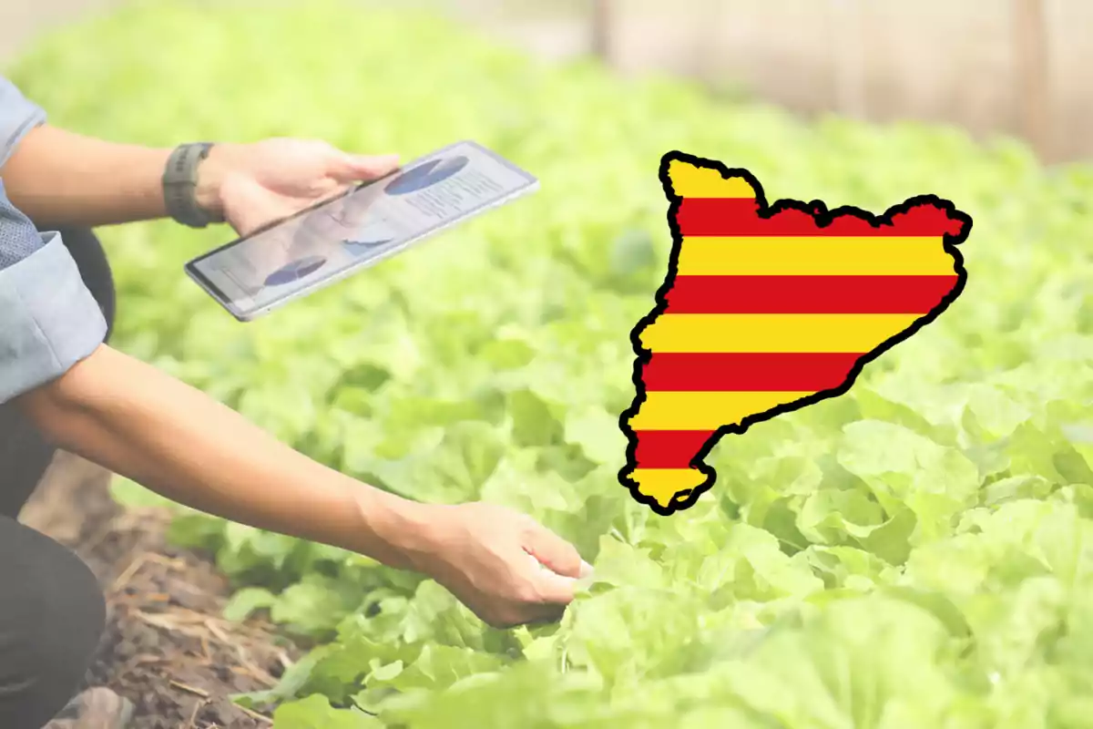 Agricultura a Catalunya