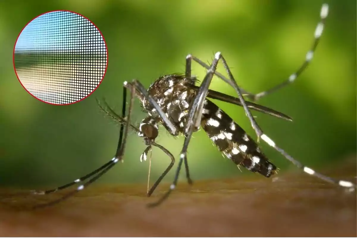 Un mosquito con un patrón de rayas blancas y negras en su cuerpo, posado sobre la piel de una persona, con un recuadro que muestra una malla de protección en el fondo.