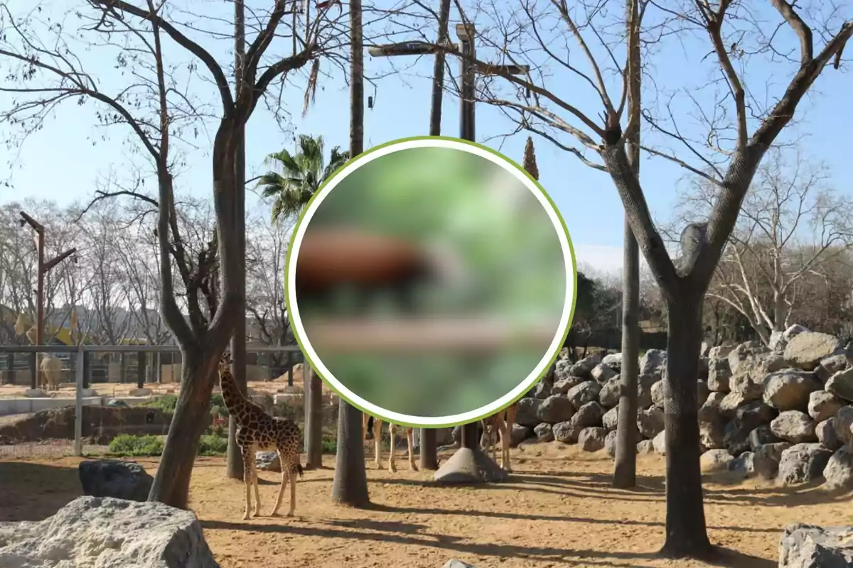 Una jirafa en un recinto al aire libre con árboles y rocas, con un círculo borroso en el centro de la imagen.