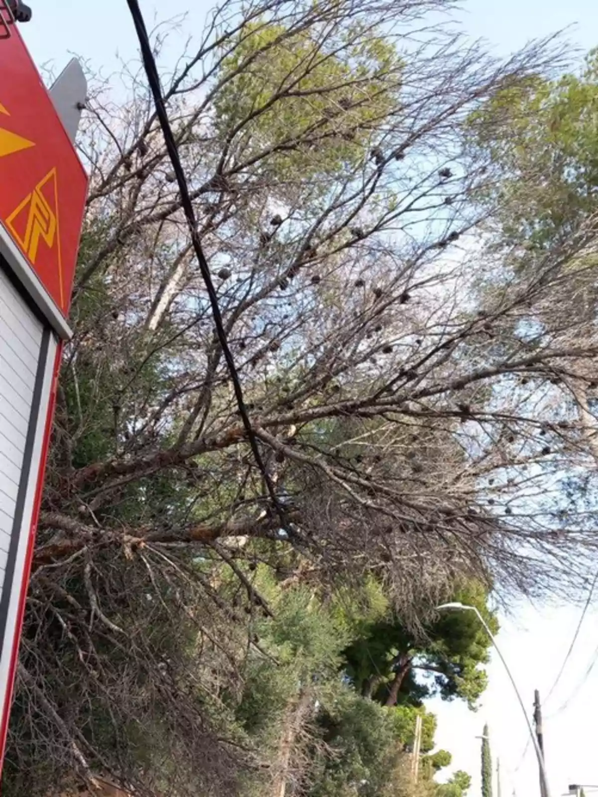 Un camió de bombers vermell està estacionat al costat d'un arbre amb branques seques i pinyes, i s'observa un cel clar al fons.