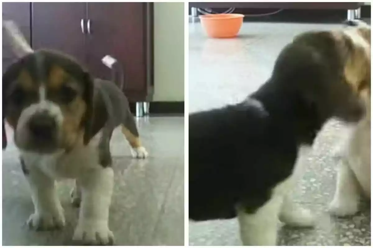Muntatge amb imatge d'un cadell de Beagle a l'esquerra. A la dreta, els dos cadells pelant-se