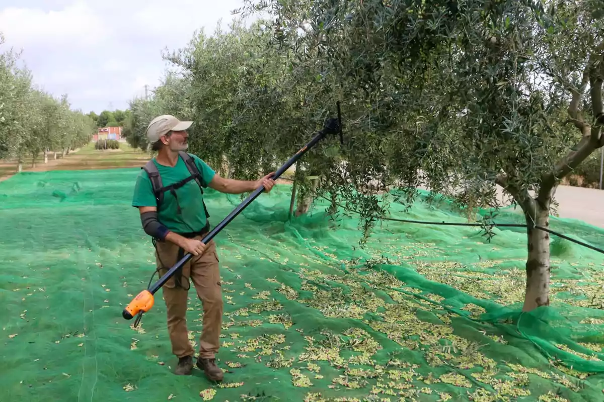 Un home collint olives amb una eina de recol·lecció en un camp d'oliveres, amb xarxes verdes esteses a terra per recollir les olives caigudes.