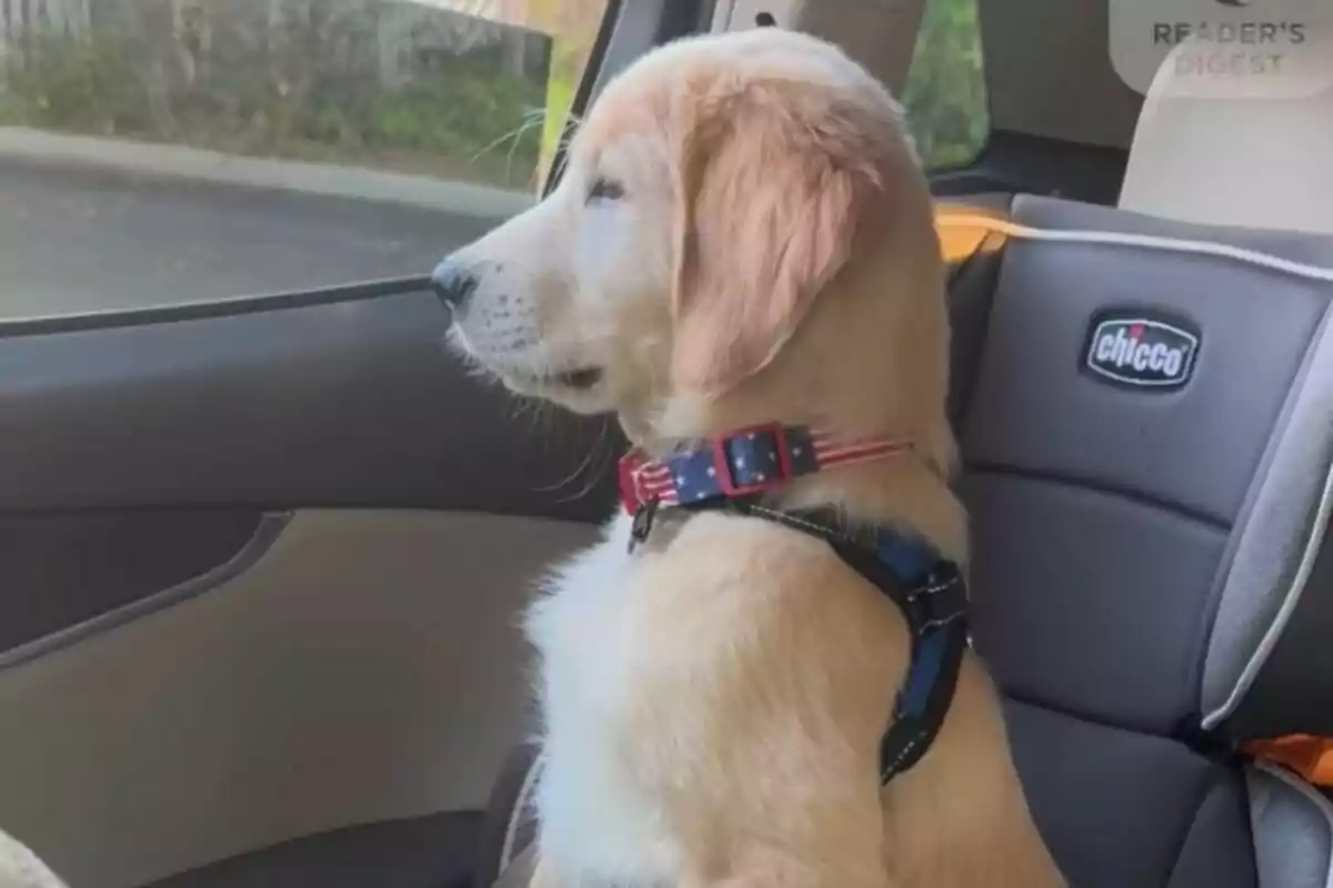 Un cachorro de Golden Retriever dentro de un coche y mirando por la ventana