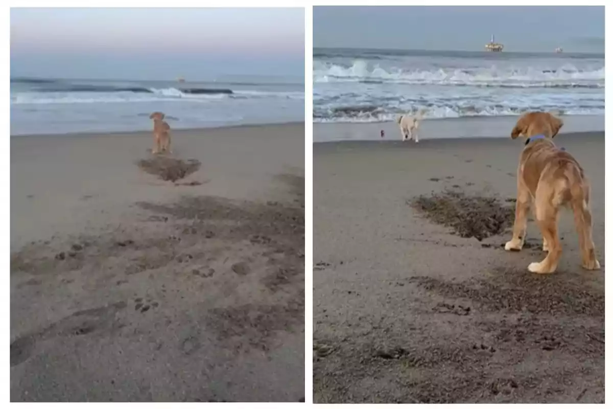 Dos gossos a la platja observen el mar mentre deixen empremtes a la sorra.