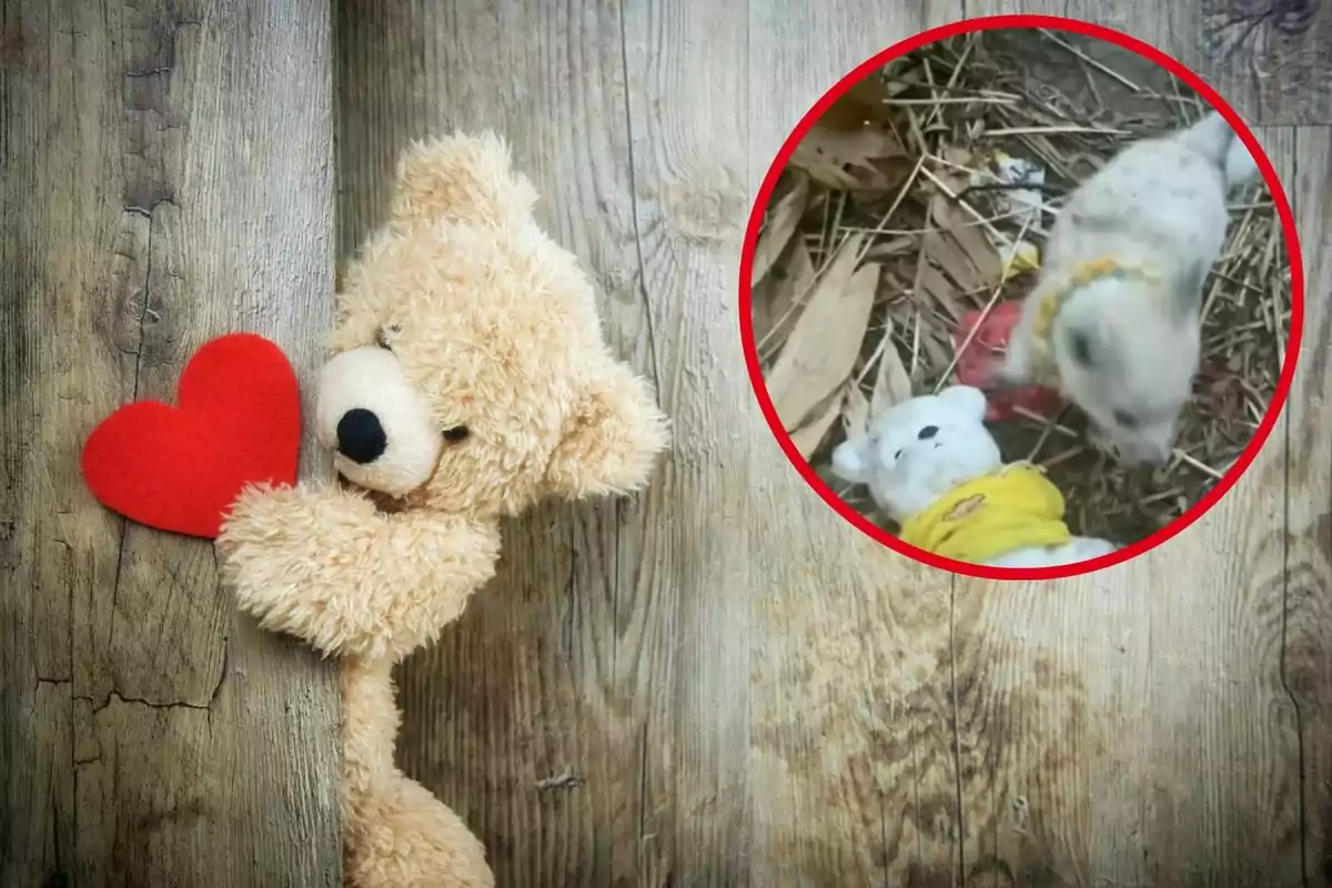 Montaje con una imagen de un osito de peluche y un corazón y en la esquina superior derecha, dentro de un círculo, imagen del vídeo referenciado en la noticia