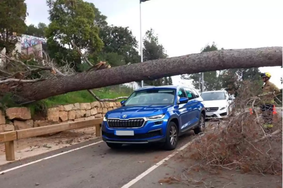 Caída de árbol en Sant Cugat