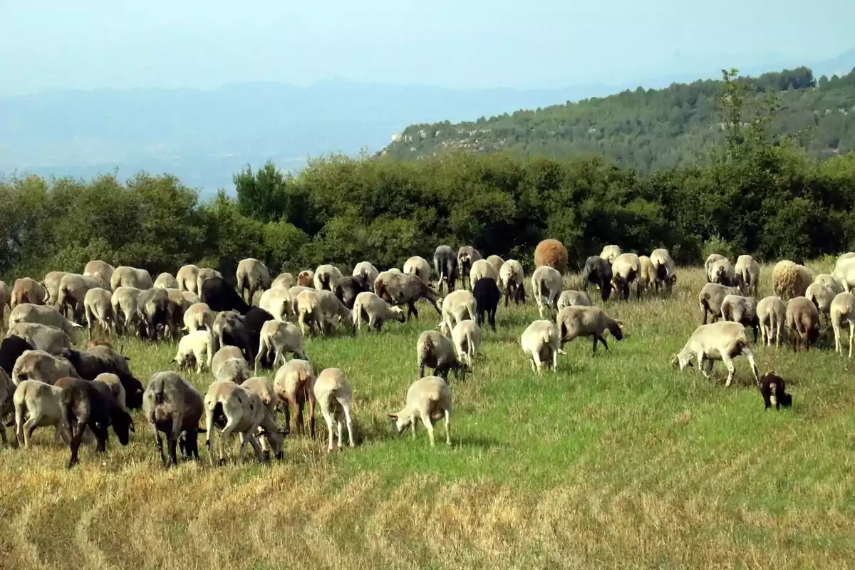 Un ramat d'ovelles pasturant en un camp verd amb arbres i turons al fons.