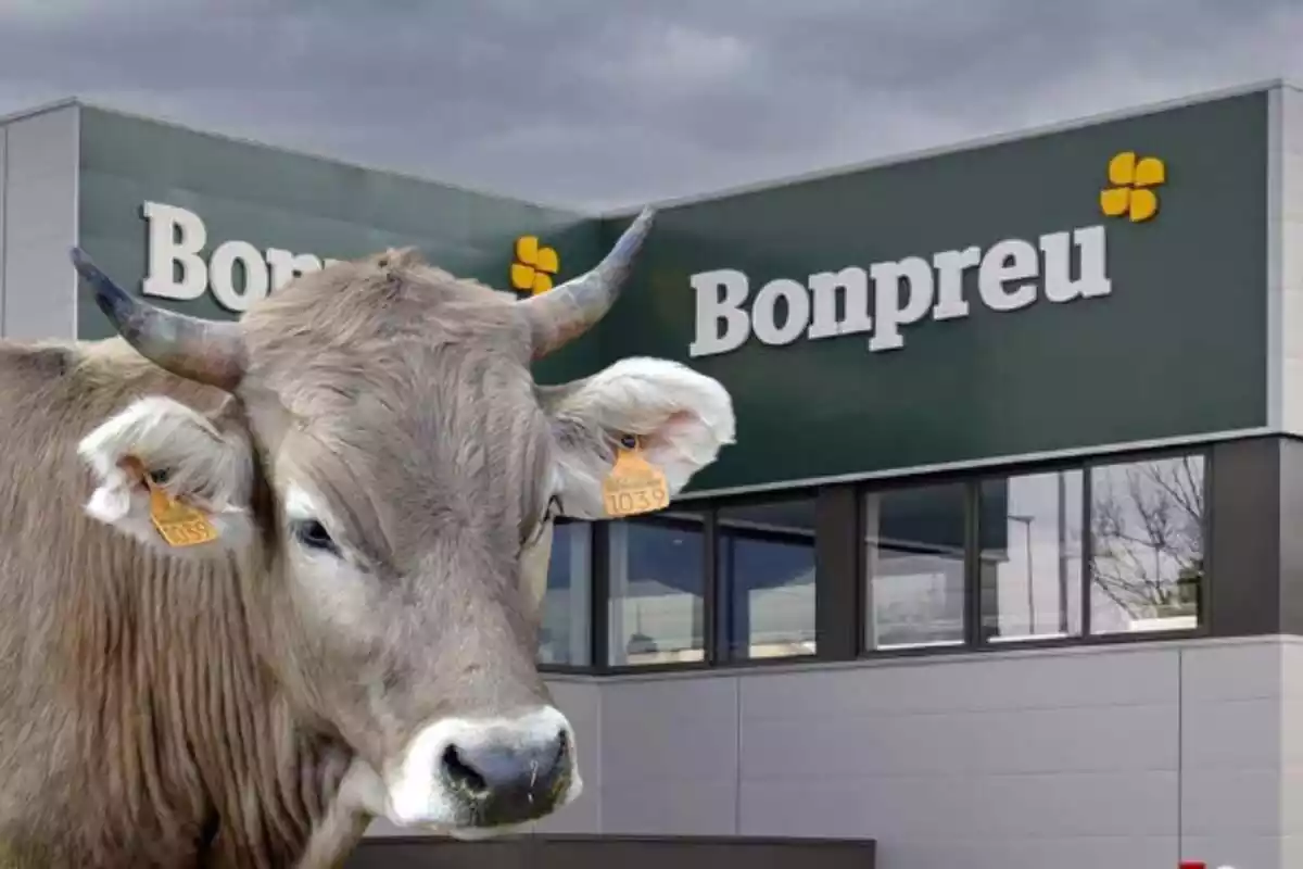 Carn de vaca de Bruna dels Pirineus a Bonpreu Esclat